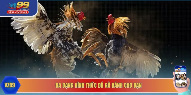 Đa dạng hình thức chọi kê giúp bạn thỏa mãn đam mê