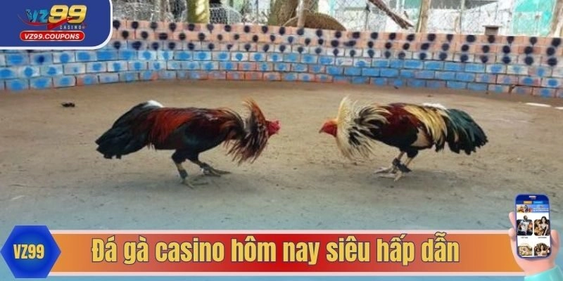 Đá gà casino hôm nay siêu hấp dẫn