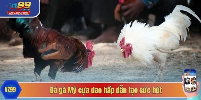 Đá gà Mỹ cựa dao hấp dẫn tạo sức hút