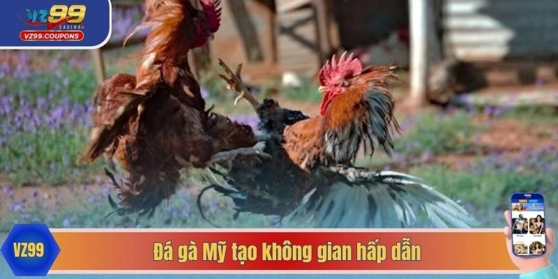 Đá gà Mỹ tạo không gian hấp dẫn