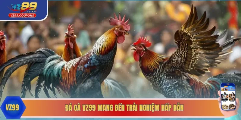 Đá gà VZ99 trở thành thiên đường giải trí hấp dẫn 2025