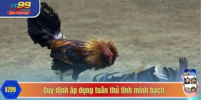 Quy định áp dụng tuân thủ tính minh bạch