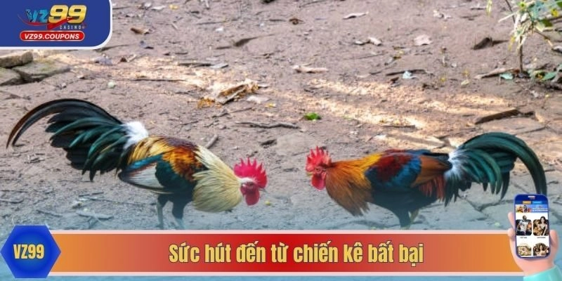 Sức hút đến từ chiến kê bất bại