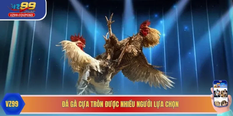 Tham gia đá gà cựa tròn để tận hưởng trọn vẹn niềm vui